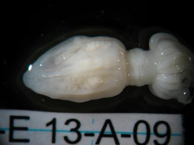<em>Edwardsiella andrillae</em> Specimen