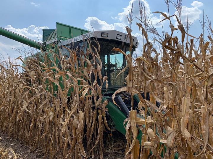 Corn hybrid fields harvesting