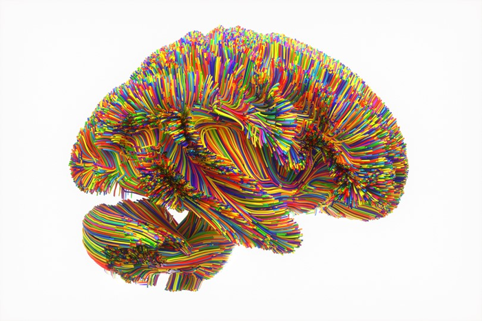 Wired Brain