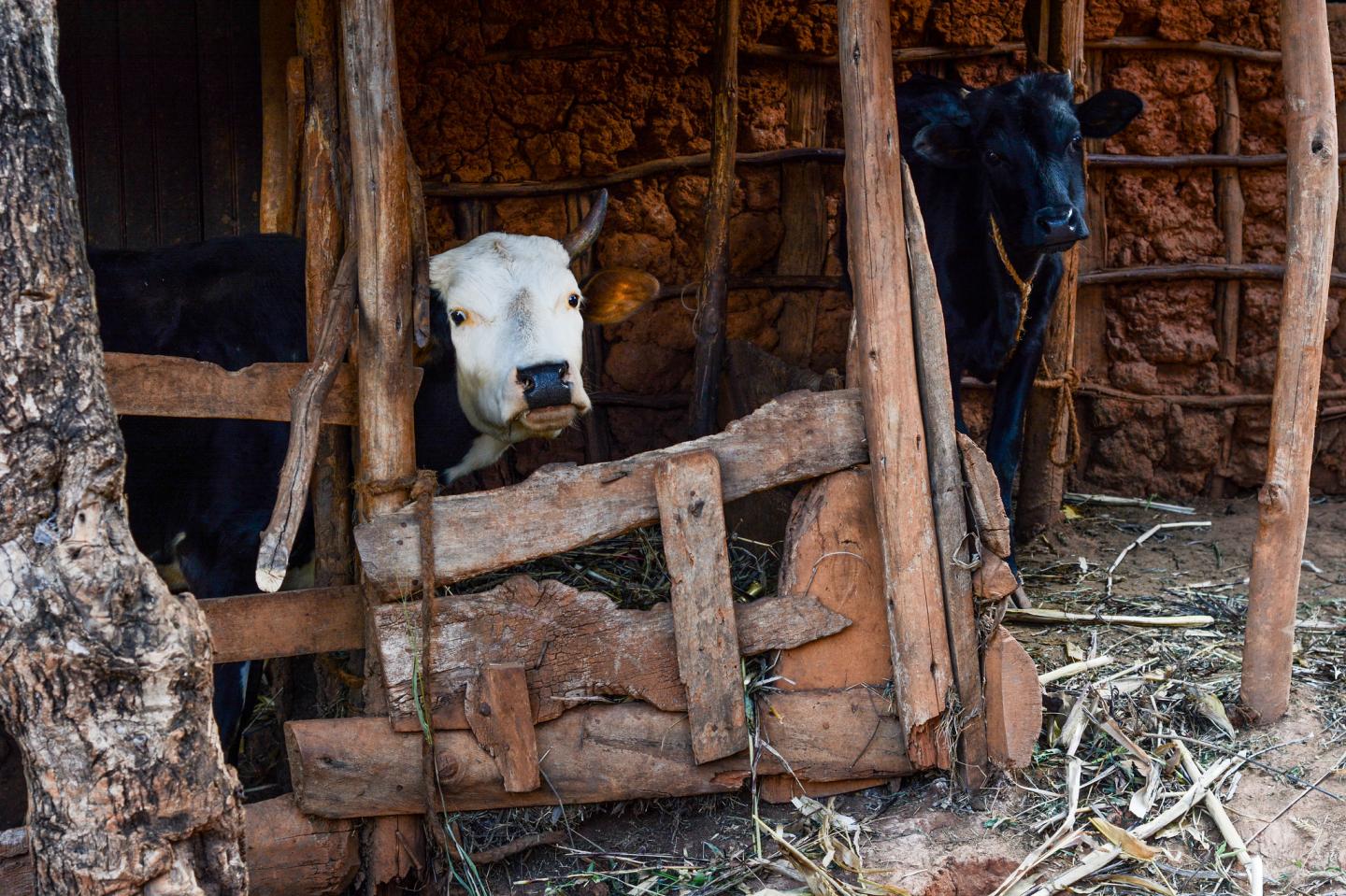 Livestock Tanzania