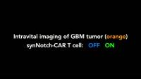 Combined Recognition Strategy Allows CAR T Cells to Kill Solid Tumors in Mice and Avoid Side Effects (2 of 3)