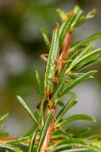 A Striped Stick Insect Blends in with A Chamise Shrub
