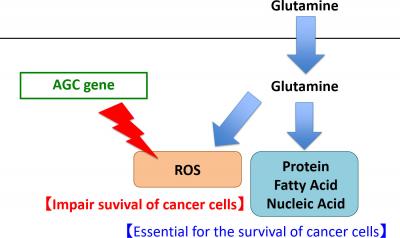 大腸がん細胞はグルタミン代謝を利用して生存する Eurekalert