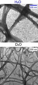 An insight into the difference between networks of collagen fibres assembled in H2O and D2O