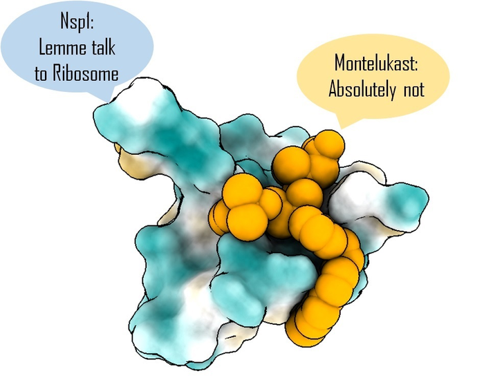 Targeting Nsp1 with montelukast helps prevent shutdown of host protein synthesis
