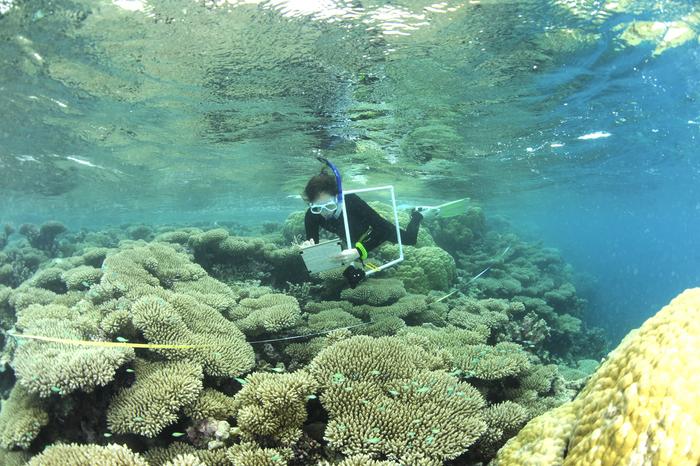 Scientist monitoring coral growth on Indian Ocean Reefs