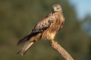 Adult red kite (Milvus milvus)