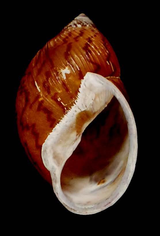 <i>Plekocheilus cecepeus</i>