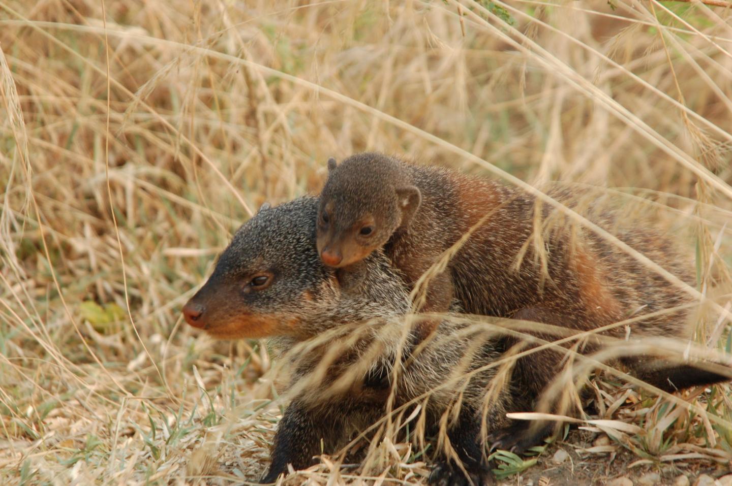 Mongoose Escorting