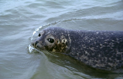 Harbor Seal