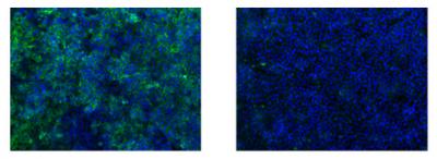 Scientists Identify Human Protein Exploited by Arenavirus During Infection