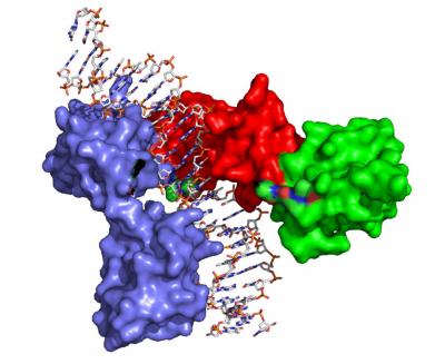 Space-Filling Model of Reb1 Bound to DNA