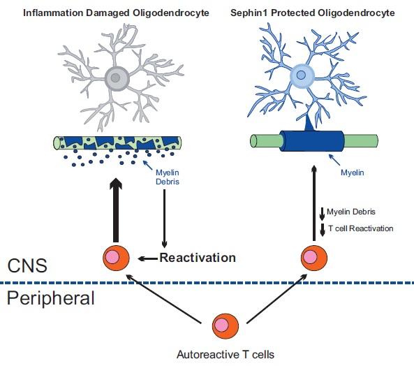 Inflamed and Sephin1-protected Oligodendrocytes