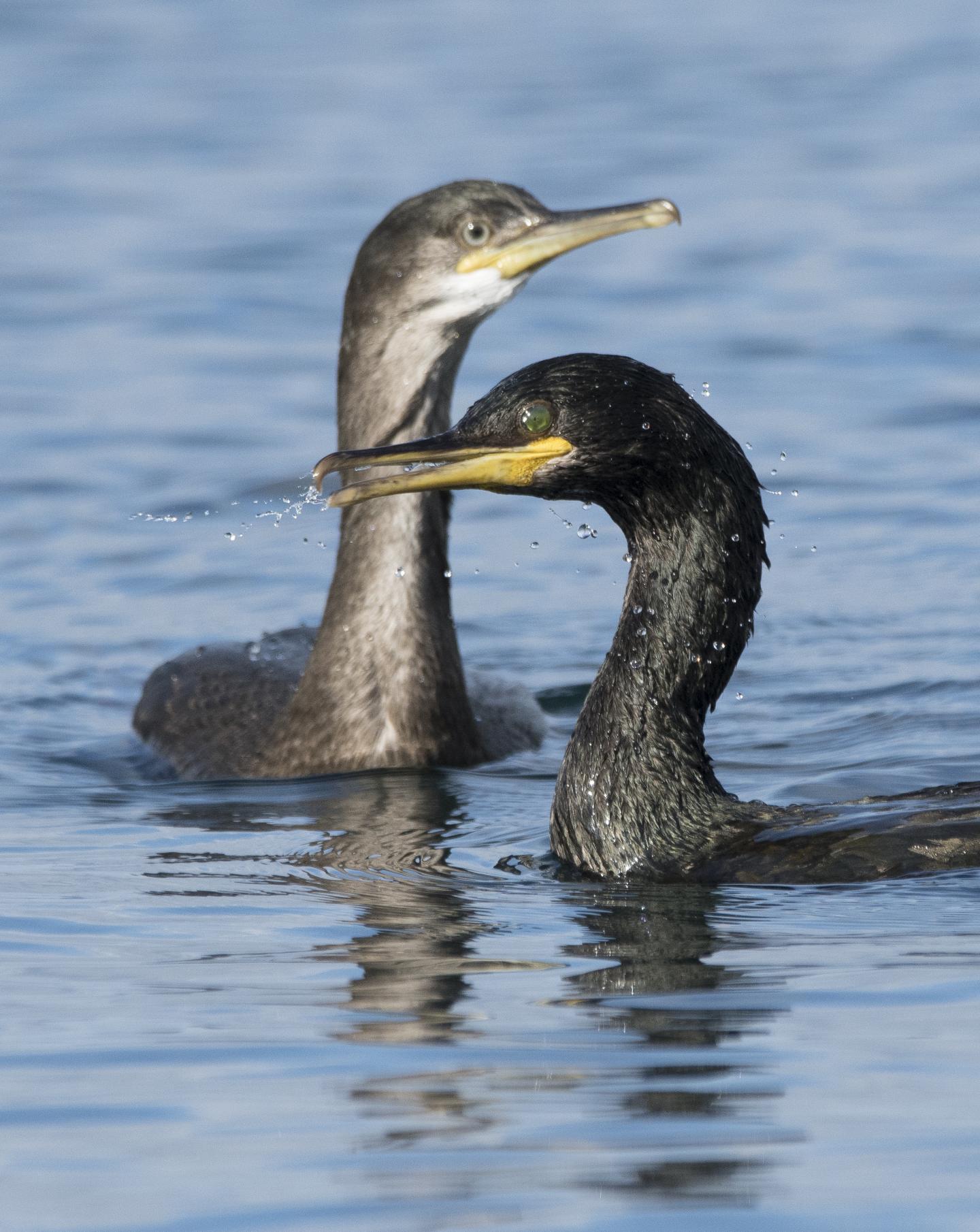 European Shags at the Isle of May