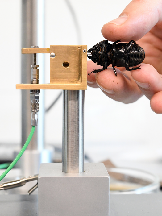 A stag beetle (Lucanidae sp.)