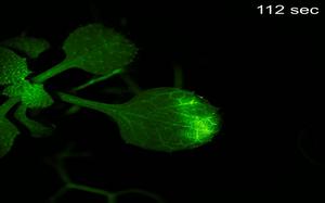 Video 3: Ca2+ signals in Arabidopsis upon exposure to the green leaf volatile Z-3-HAL