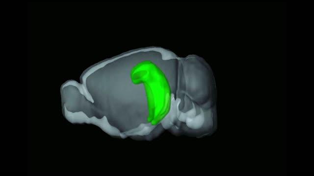 New Functions of Hippocampus