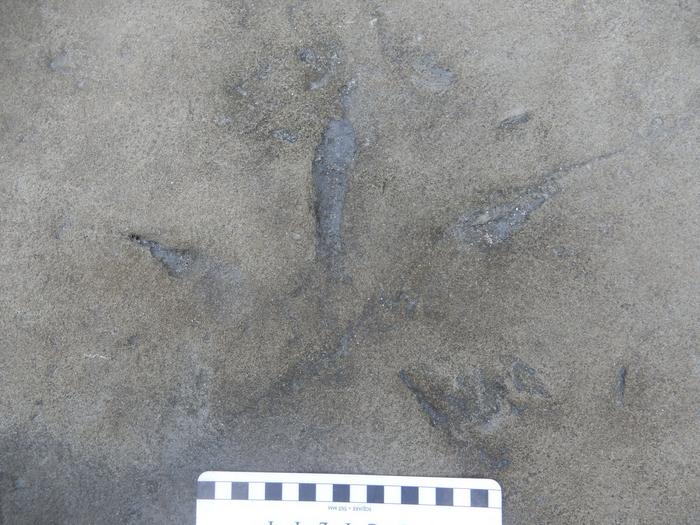 Bird track with claws