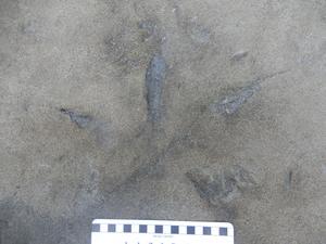 Bird track with claws