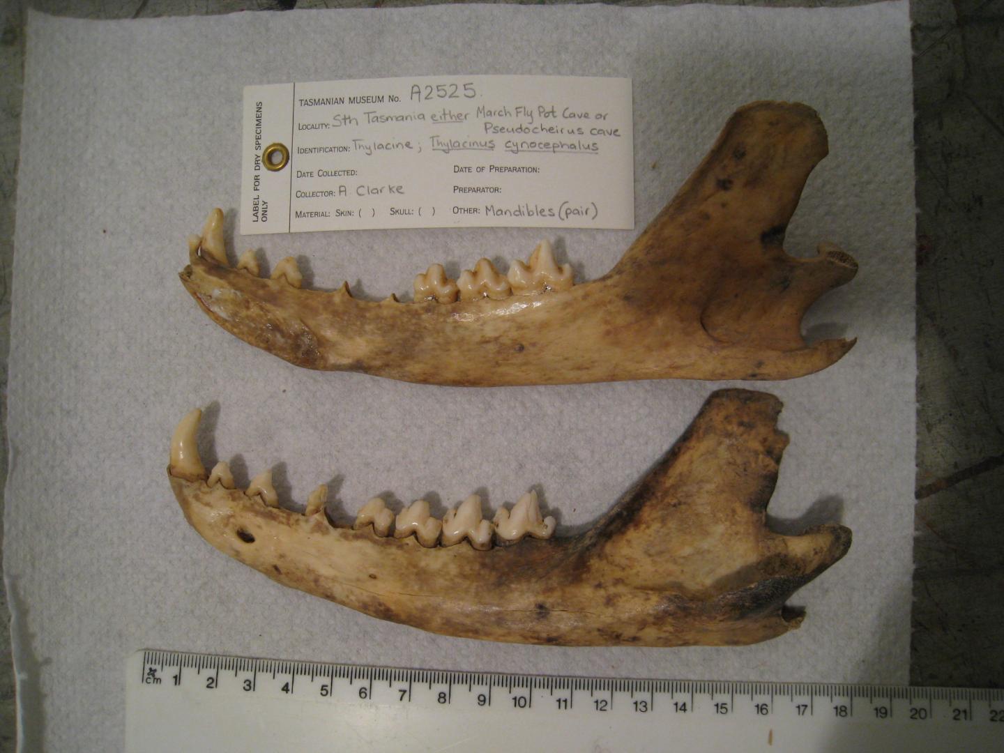 Thylacine Jaw Bones