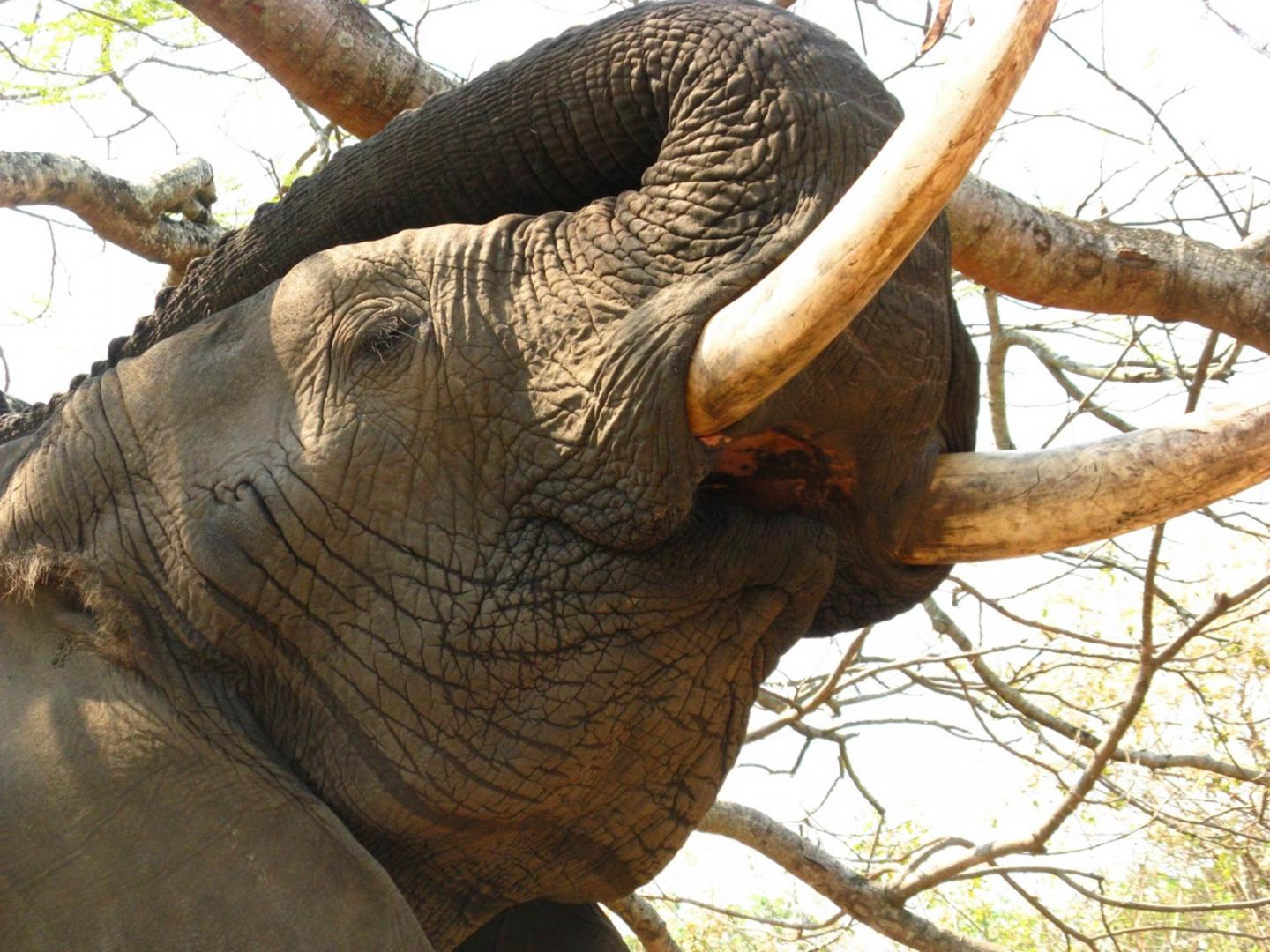 Measuring Impact of Kenya's Ivory Burning 'Urgent' Say UQ Scientists