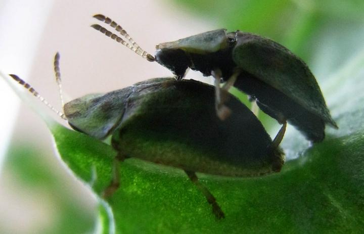 Beetles Mating