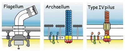 Microbial Motile Structures