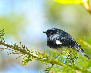 black-throated blue warbler, photo by Matt Betts, OSU