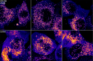 Cells treated against SARS-CoV-2