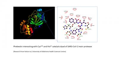 Phebestin and SARS-CoV-2 main protease
