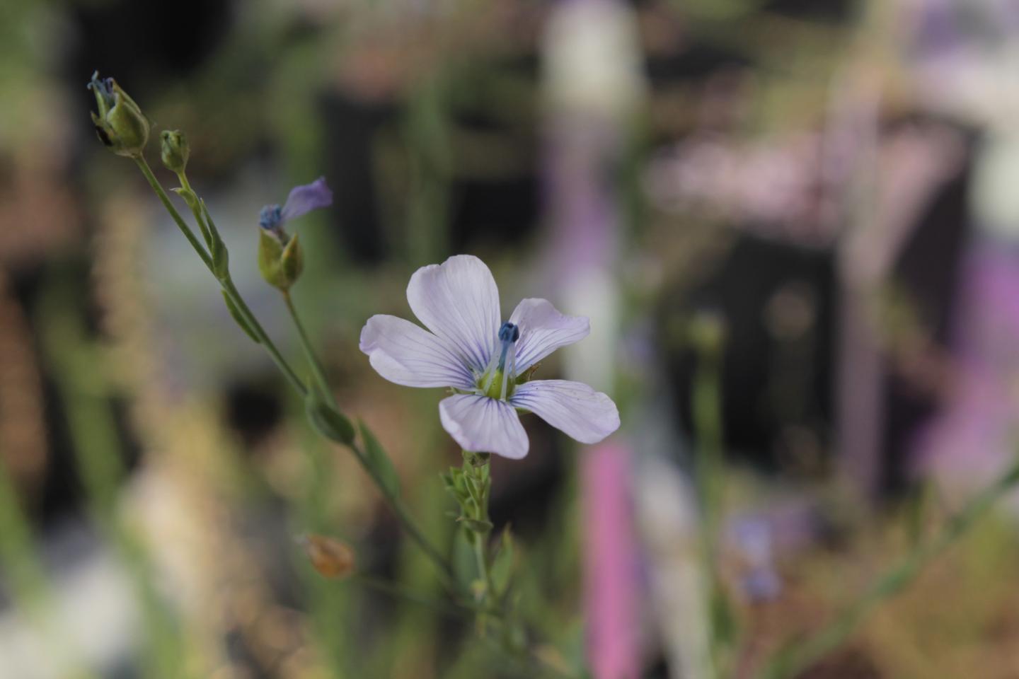 Linum narbonense