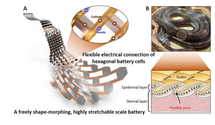 Structure of the stretchable scale battery mimicking snake scales