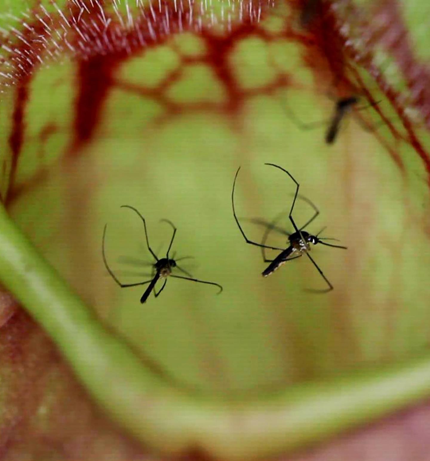 Mosquito Biting Genes