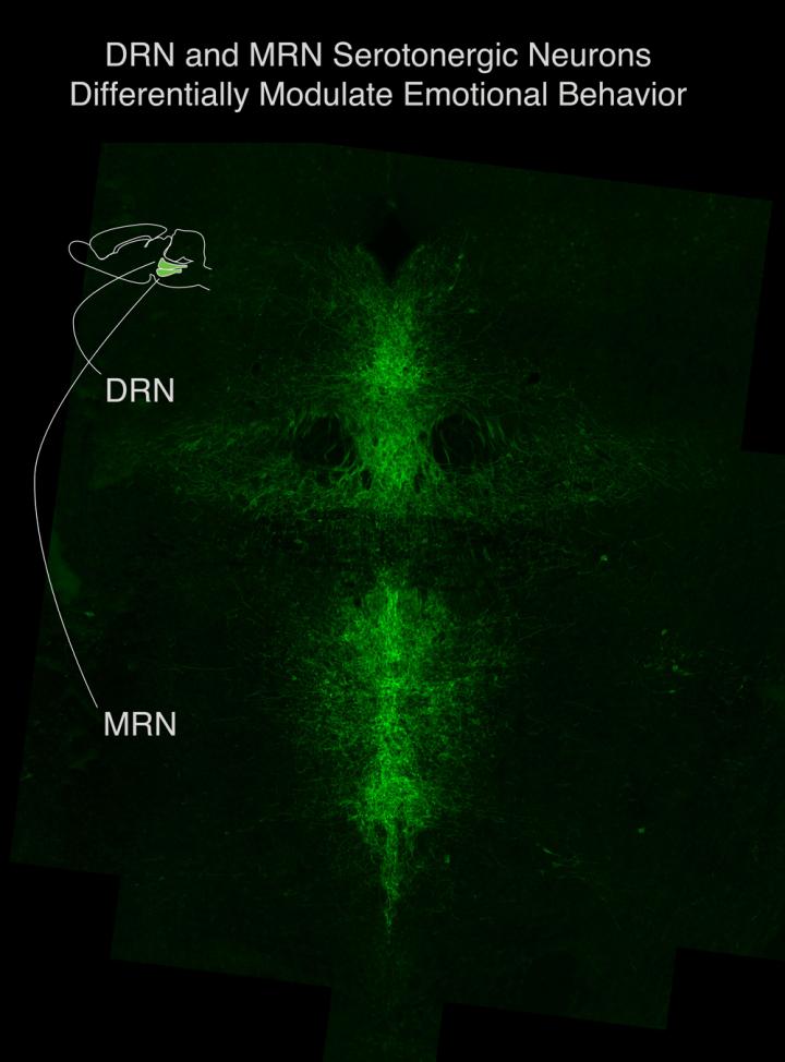 DRN and MRN Serotonergic Neurons Differentially Modulate Emotional Behavior