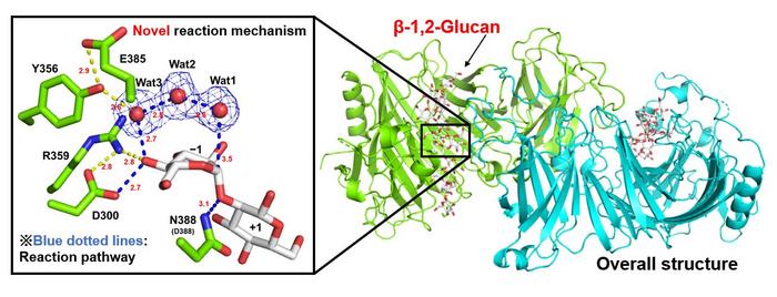 3D structure of EcOpgD with β-1,2-glucan obtained by X-ray crystallography