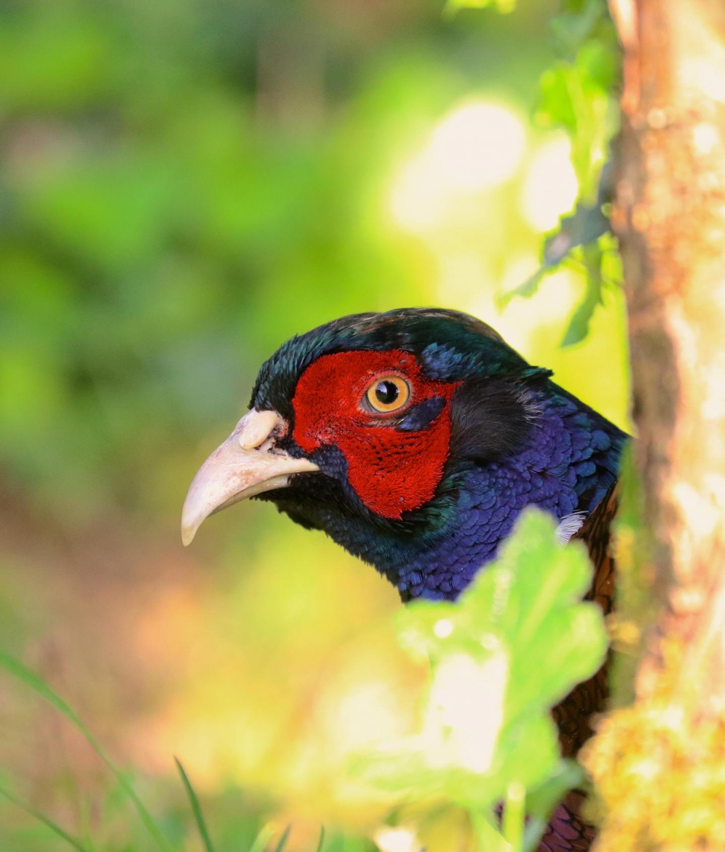The Ring-necked Pheasant (<em>Phasianus colchicus</em>)