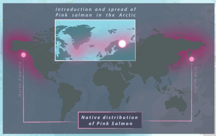 Spread of Pink Salmon in the Arctic