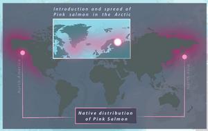 Spread of Pink Salmon in the Arctic