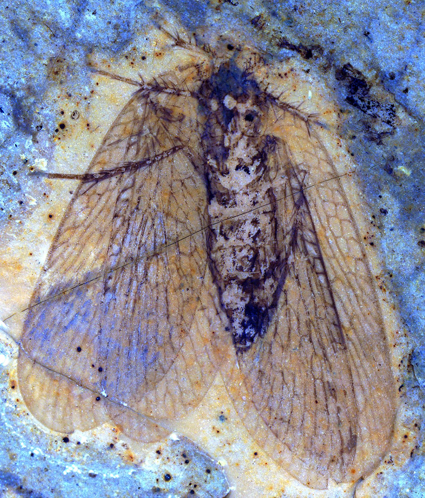 A New Species of Scorpionfly Fossil From 53 Million Years Ago at Mcabee, British Columbia