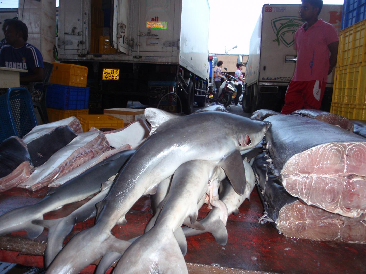 Shark Catches in Sri Lanka