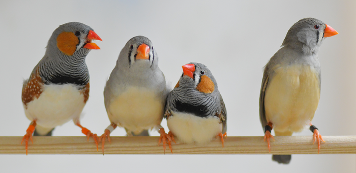 Two zebra finch pairs (wild and domesticated)