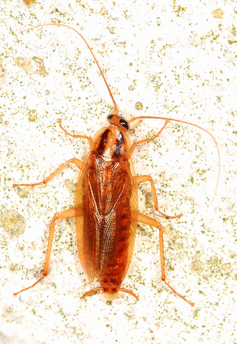Want to reduce cockroach sex? Block an enzyme