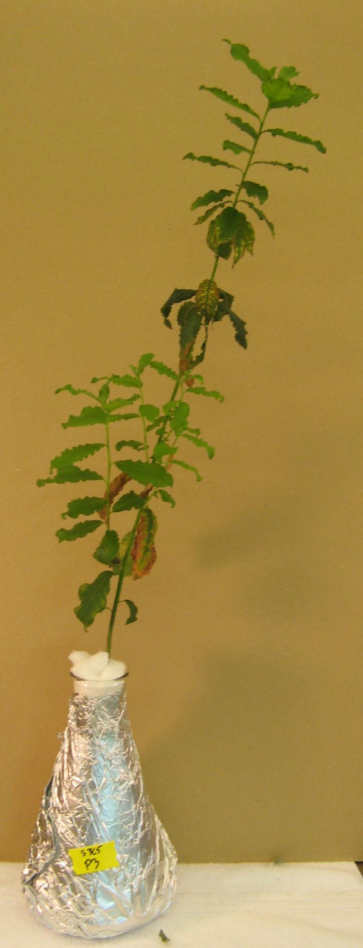 Willow Treated with Microbe from Eastern Cottonwood