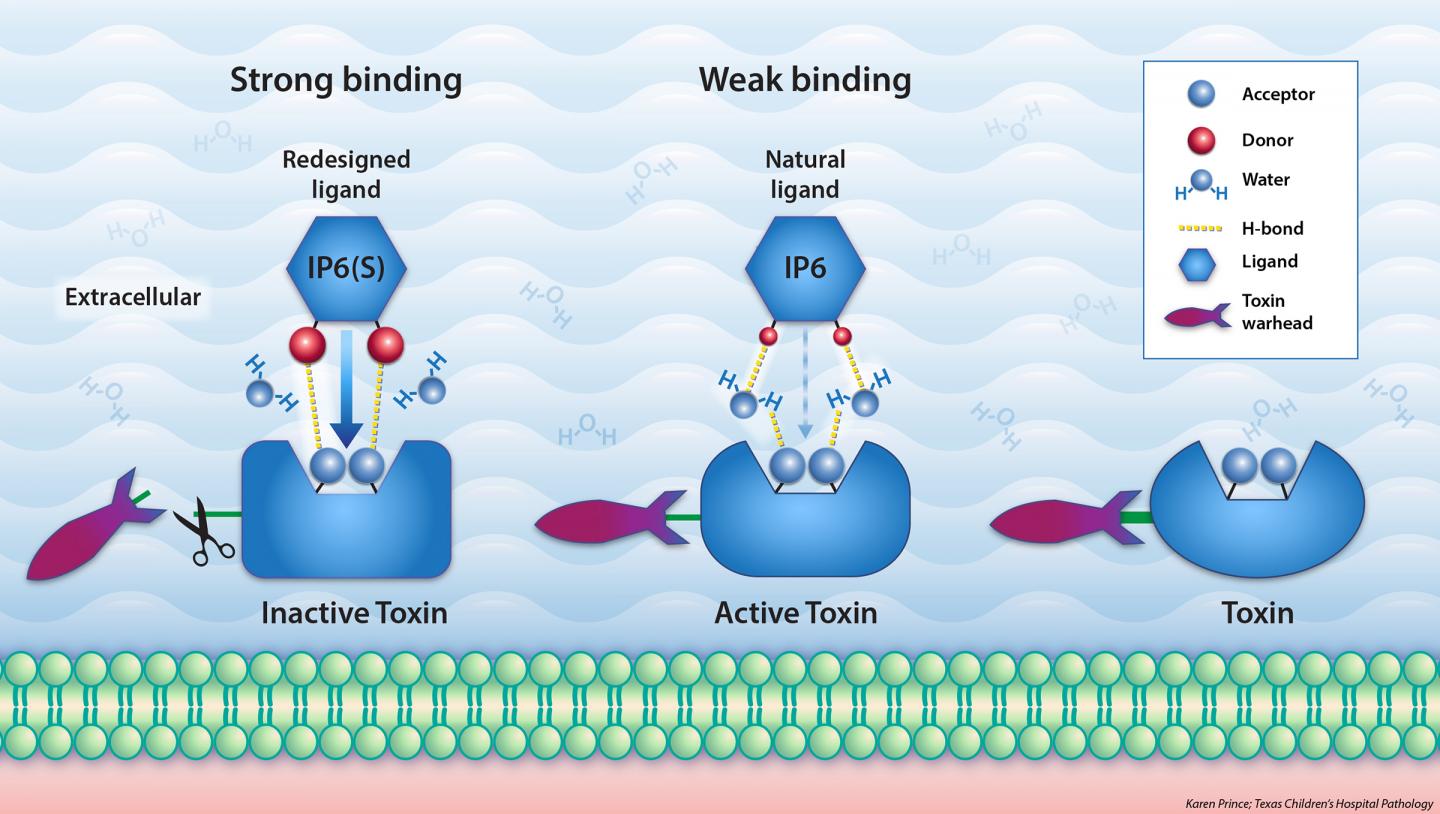 Hydrogen-Bonding Pairing Helps Design Better Drugs to Neutralize Gut Bacterial Infections