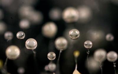 Image of the Multicellular Formed When Dicty Starves