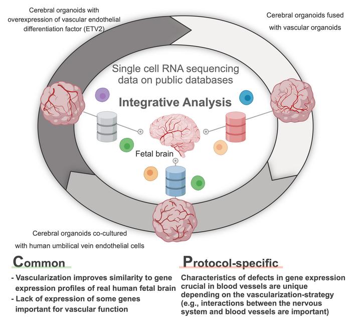 Presence of vasculature improves gene expression profile of organoid cells