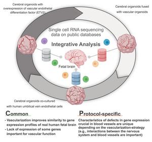 Presence of vasculature improves gene expression profile of organoid cells