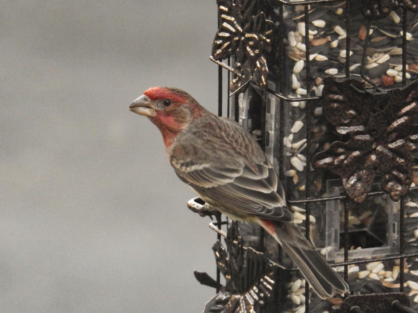 House Finch