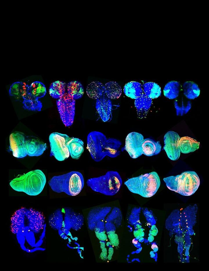 Genes in Fruit Flies