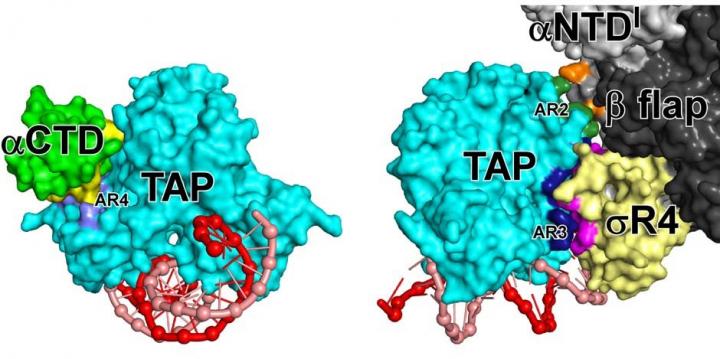 Transcription Activator Protein